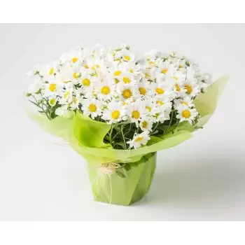 flores Almofala floristeria -  Daisies plantadas Ramos de  con entrega a domicilio
