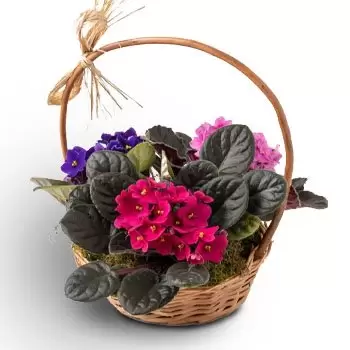 马瑙斯 花- 带 3 个紫罗兰花瓶的篮子 花 交付