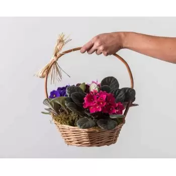 بائع زهور أمريكانا- سلة مع 3 المزهريات البنسج زهرة التسليم
