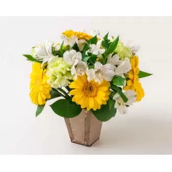 بائع زهور برازيليا- ترتيب جيربيراس وأستروميليا الأصفر والأبيض زهرة التسليم