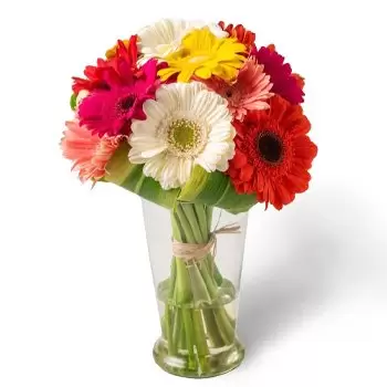 בלם פרחים- 12 גרברות צבעוניות באגרטל זר פרחים/סידור פרחים