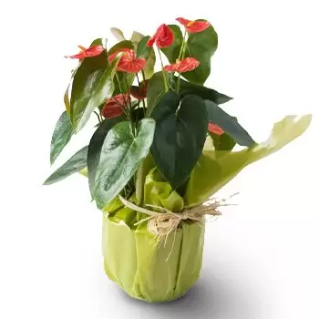 Albertina bunga- Anthurium untuk Hadiah Bunga Penghantaran