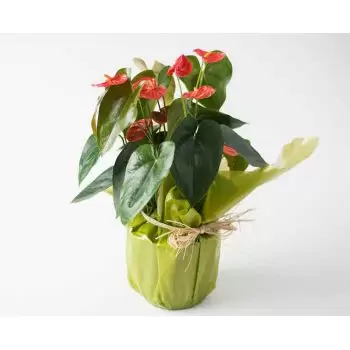 Aguas de Jurema kukat- Anthurium lahjaksi Kukka Toimitus