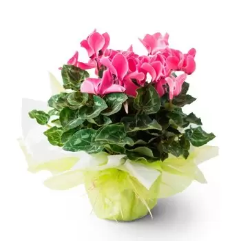 Alvares Florence flowers  -  Gift Cyclamen Flower Delivery