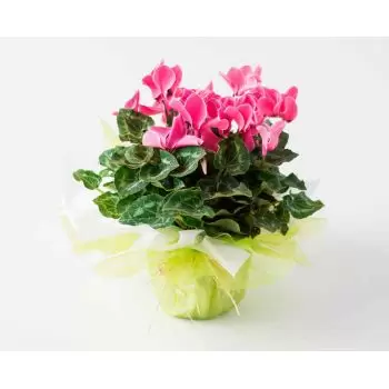 fleuriste fleurs de Salvador- Cadeau Cyclamen Fleur Livraison