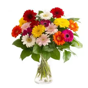 Aebtissinwisch blommor- Glädje av färger Blomma Leverans