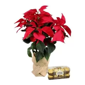 סנטרלני ראג'ון פרחים- צמח חג המולד פרח משלוח