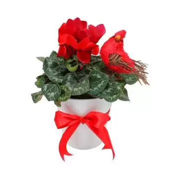 Ghazir között-virágok- Ciklám Pot Virág Szállítás