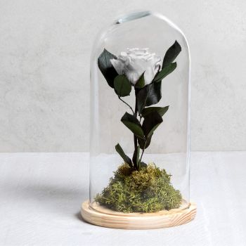 Spanien Online Blumenhändler - Ewige weiße Rose Blumenstrauß