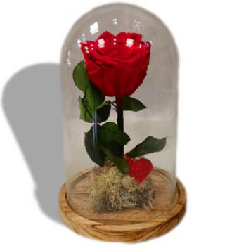 גראן קנריה פרחים- להבה נצחית פרח משלוח