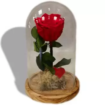 산타 브리 기다 꽃- 영원한 불꽃 꽃 배달