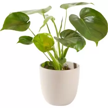 Praag bloemen bloemist- Groene plant inclusief pot 