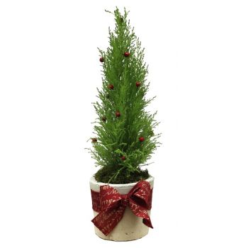 Aintoura Metn flowers  -  Christmas Gold Flower Delivery