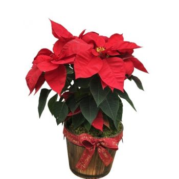 케임브리지 온라인 꽃집 - 크리스마스 식물 부케