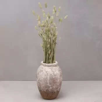 סנט פלייו דה לוברגט פרחים- פומפוס מושלם פרח משלוח