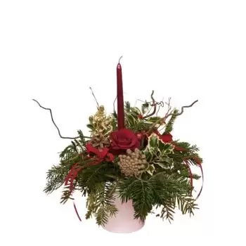גלוגובאק פרחים- צמח חג המולד פרח משלוח