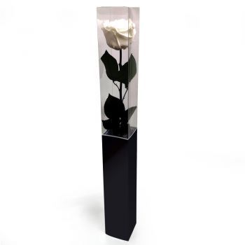 Aaigem Fleuriste en ligne - Rose Blanche Éternelle 55 cm Bouquet