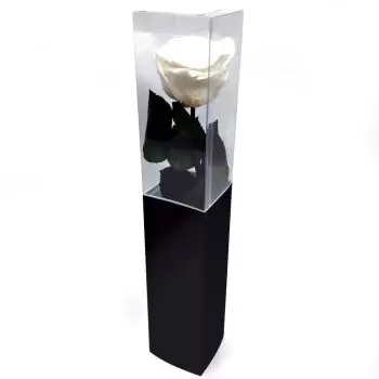 Σεβίλλη σε απευθείας σύνδεση ανθοκόμο - Διατηρημένο λευκό τριαντάφυλλο Μπουκέτο