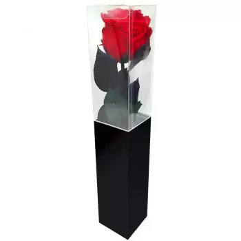 דקות פרחים- ורד אדום משומר פרח משלוח