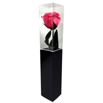 fleuriste fleurs de Mijas / Mijas Costa- Rose rose stabilisée Fleur Livraison