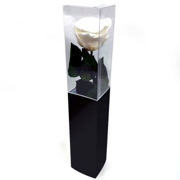 fleuriste fleurs de Charleroi- Rose Blanche Stabilisée Fleur Livraison