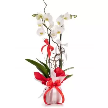 Barbulesti Blumen Florist- Eleganz Blumen Lieferung