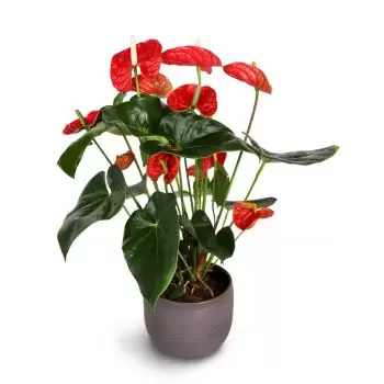flores Banca floristeria -  Aire fresco Ramos de  con entrega a domicilio