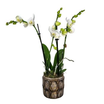 Freienbach-virágok- Fehér elegancia Virág Szállítás