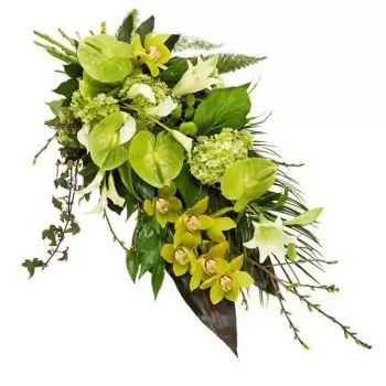 Αμβέρσα λουλούδια- Καθαρό πράσινο Λουλούδι Παράδοση
