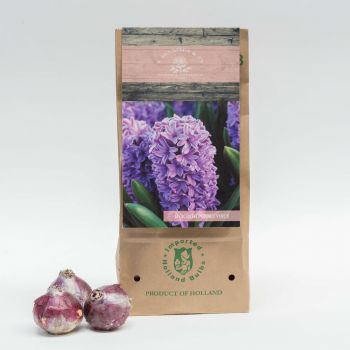 stos flori- Vocea violetă Floare Livrare