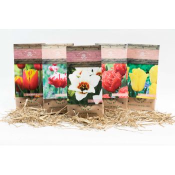 Brüsszel-virágok- Tulipán doboz közepes Virág Szállítás