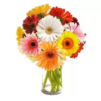 בוסאן-דונג פרחים- חלום בהקיץ פרח משלוח