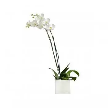 flores Byakout floristeria -  Elegancia Ramos de  con entrega a domicilio