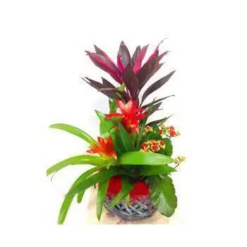 flores Naher Ibrahim floristeria -  Jardín Tropical Ramos de  con entrega a domicilio