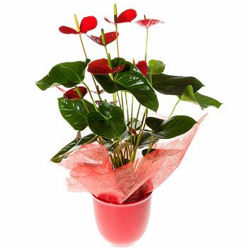 THE BEST TYPES OF FLOWERS TO SEND FOR VARIOUS OCCASIONS  Floral Hub - Buy  flowers online in Lagos, Nigeria and we deliver same day in Lagos, Nigeria