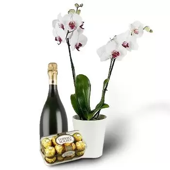 Belotinci blomster- Orkidé og gaver Blomst Levering