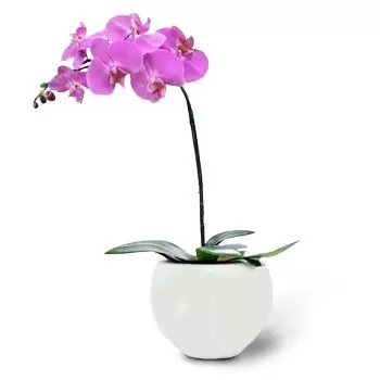 בוליארסקו פרחים- ורוד חינני פרח משלוח