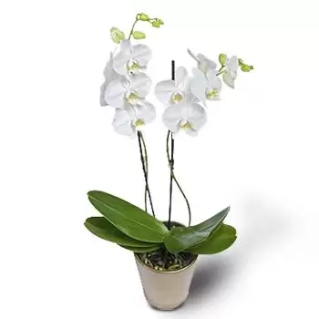 Borilovec פרחים- לבנים חורפיים פרח משלוח
