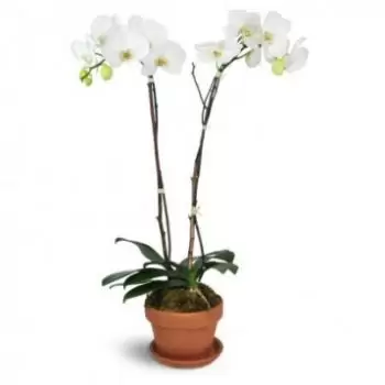 马尔韦利亚 花- 纯白色 花 交付