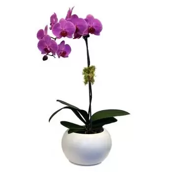 Bunratty flori- Violet pur Floare Livrare