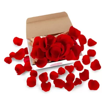 بائع زهور جوهانسبرغ- وردة حمراء زهرة التسليم