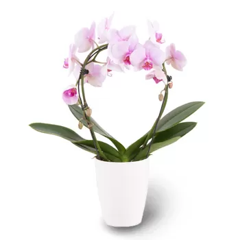 flores Nurnberg floristeria -  pétalos delicados Ramos de  con entrega a domicilio