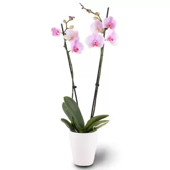 flores Essen floristeria -  Rubor suave Ramos de  con entrega a domicilio