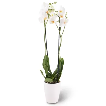 Dusseldorf kvety- biela elegancia 