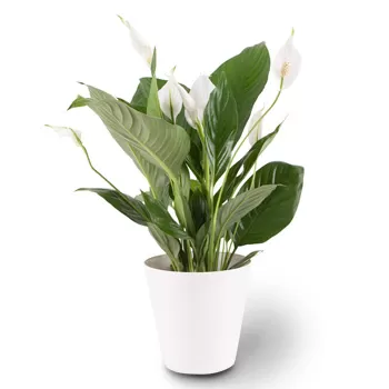 Hannover Blumen Florist- Einzelnes Blatt