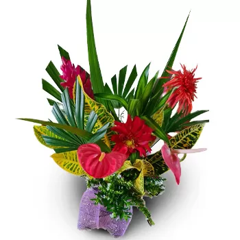 Fiji-øerne blomster- Kongelig valg Blomst Levering