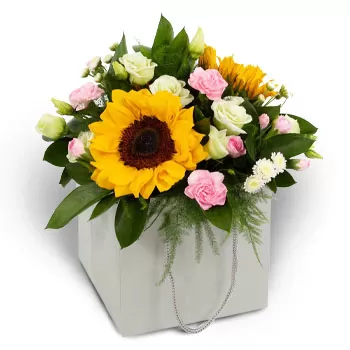 Alopronoia cvijeća- Ljetna čar Cvijet Isporuke