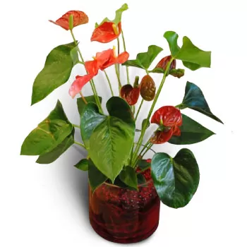 Aetokoryfi cvijeća- Moderan Anthurium Cvijet Isporuke