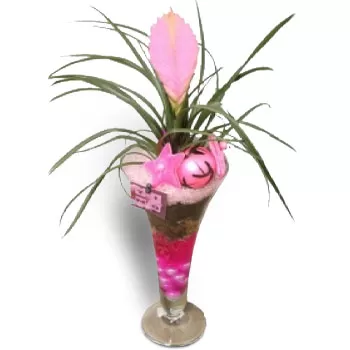 아프라타 꽃- 핑크플랜트 꽃 배달