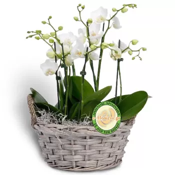 flores de Akropotamia- vaso de orquídeas Flor Entrega